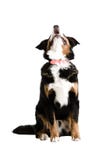 A Dog Sitting Up And Barking Royalty Free Stock Photo