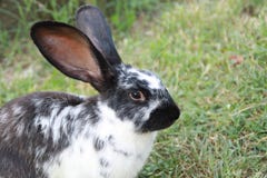 A Domestic Rabbit Royalty Free Stock Images