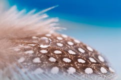 A Drop Of Water Dew On A Fluffy Feather Close-up Macro On Colored Blue Grey Background Stock Image