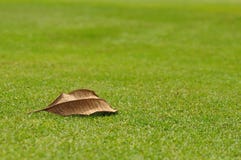 A Dry Leaf On The Green Royalty Free Stock Images