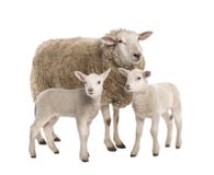 A Ewe With Her Two Lambs Royalty Free Stock Photos A Ewe With Her Two Lambs Royalty Free Stock Photos