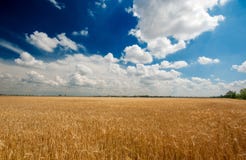 A Field Of Wheat Stock Images