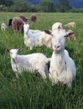 A Flock Of Goats And Sheep Stock Photos