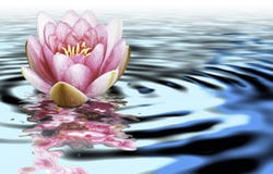 A Flower Of Loto On The Water Stock Image