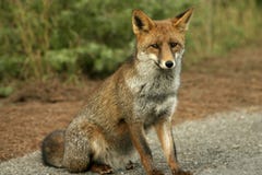 A Fox Portrait Stock Photo