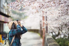A Girl And Cherry Blossom Royalty Free Stock Image