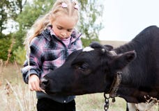 A Girl Feeds The Cow Stock Images