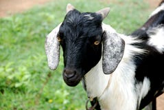 A Goat Stock Photography A Goat Stock Photography