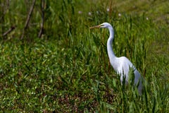 A Great White Egret, (Ardea Alba), Out Hunting For A Meal At Brazos Bend, Texas. Royalty Free Stock Photography