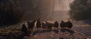 A Group Of Hens, An Early Morning In Autumn Royalty Free Stock Image