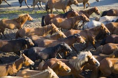 A Group Of Horses Royalty Free Stock Photos