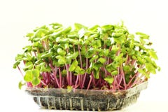 A Growing Microgreens On Plastic White Cup Stock Images