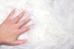 A Hand Touch White Fur A Hand Touch White Fur