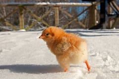 A Hedemora Breed From Sweden In Snow, With A Day Old Chicken Royalty Free Stock Photography