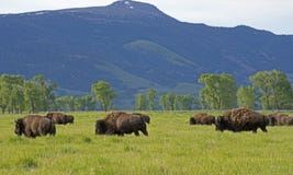 A Herd Of Bison Crossing An Open Field. Stock Images