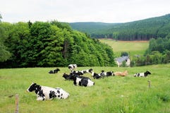 A Herd Of Cows Royalty Free Stock Image