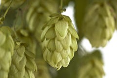 A Hop Cone Stock Photography