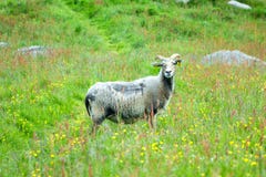 A Horned Ram &x28;Adult Male Sheep&x29; In The Summer Meadow Stock Photography A Horned Ram &x28;Adult Male Sheep&x29; In The Summer Meadow Stock Photography
