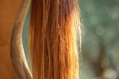 A Horse S Tail. Royalty Free Stock Photo