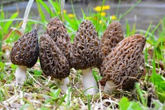 A Large Group Of Morels By A Stream Royalty Free Stock Photos