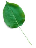 A Leaf Of A Pear Tree Royalty Free Stock Images
