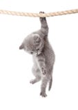 A Little Scottish Fold Kitten Stock Image A Little Scottish Fold Kitten Stock Image