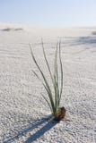 A Lone Plant In The Desert Royalty Free Stock Photography