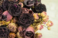 A Lot Of Wilted Rose A Lot Of Wilted Rose