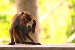A Macaque Sits At Sunset Royalty Free Stock Photos