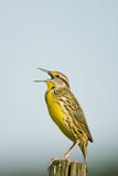 A Meadowlark Singing Royalty Free Stock Photo