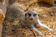 A Meerkat Showing A Very Inquisitive Expression Royalty Free Stock Image A Meerkat Showing A Very Inquisitive Expression Royalty Free Stock Image