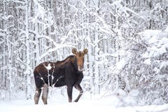 A Moose In The Forest Stock Photos A Moose In The Forest Stock Photos