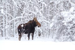 A Moose In The Forest Royalty Free Stock Photos