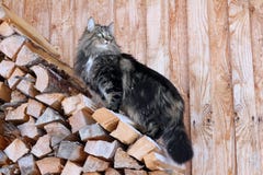 A Norwegian Cat Climbs On Fire Wood Royalty Free Stock Photography