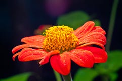A Orange Zinnia Flower Royalty Free Stock Image A Orange Zinnia Flower Royalty Free Stock Image