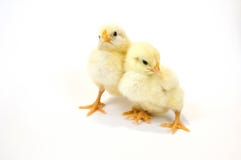 A Pair Of Baby Chick On White Background 3 Royalty Free Stock Photos