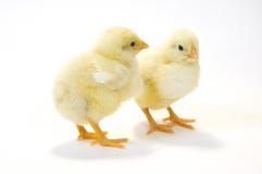 A Pair Of Baby Chick On White Background 5 Stock Photos