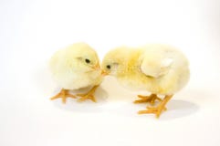 A Pair Of Baby Chicks Stock Images