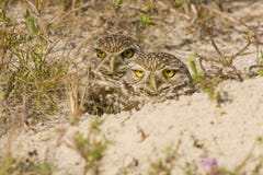 A Pair Of Burrowing Owls Royalty Free Stock Photos