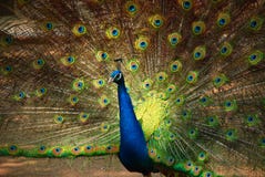 A Peacock Spreading Feathers Stock Image A Peacock Spreading Feathers Stock Image