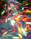A Pond Of Koi Royalty Free Stock Images