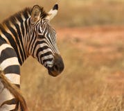 A Portrait Of A Plain´s Or Common Zebra Stock Photos A Portrait Of A Plain´s Or Common Zebra Stock Photos