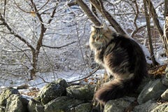 A Pretty Norwegian Forest Cat Stock Images