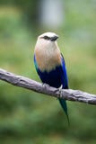 A Racquet-tailed Roller Royalty Free Stock Images