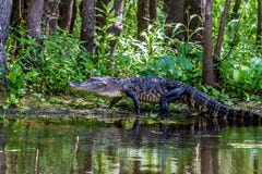 A Rare Shot Of A Large Texas Alligator Walking On A Swampy River Bank. Royalty Free Stock Photos A Rare Shot Of A Large Texas Alligator Walking On A Swampy River Bank. Royalty Free Stock Photos