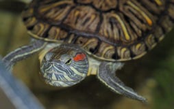 A Red-eared Turtle Stock Photo