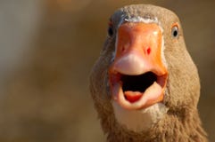 A Shouting Duck Royalty Free Stock Images