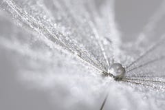 A Silver Drop On The Dandelion Seed. Abstract Macro. Can Be Used For Christmas Background. Royalty Free Stock Photography A Silver Drop On The Dandelion Seed. Abstract Macro. Can Be Used For Christmas Background. Royalty Free Stock Photography