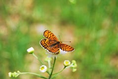 A Small Butterfly Royalty Free Stock Photos