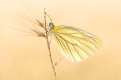 A Small Butterfly Stock Images